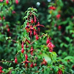 Skellig Fuchsia By Trident Homes