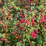 Skellig Fuchsia By Trident Homes * Ballinskelligs