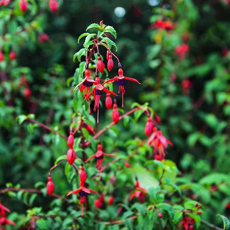 Skellig Fuchsia Ballinskelligs By Trident Homes