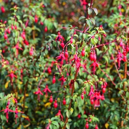 Skellig Fuchsia Ballinskelligs By Trident Homes * Dungeagan